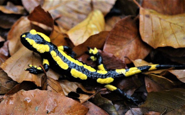 Opfer des Klimawandels – Rösetalquelle versiegt