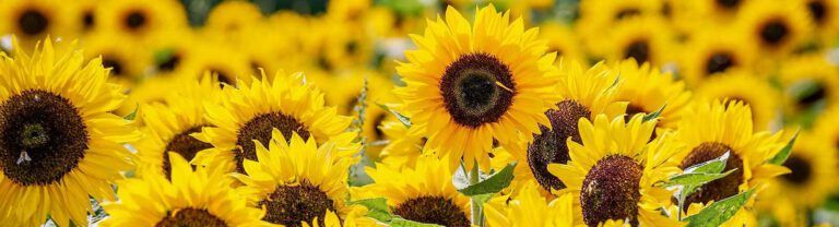 Die Grünen in den Aerzener Ortsräten