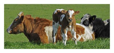 Britta Kellermann: Niedersachsen fördert Weidegang von Milchkühen