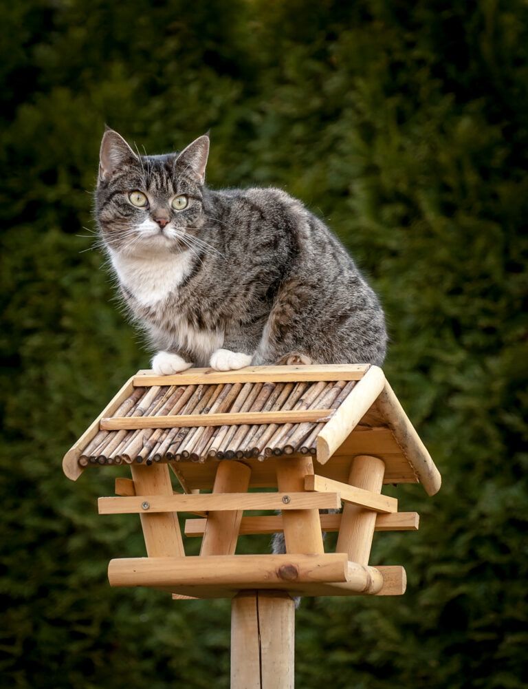 Landesregierung erhöht Fördersumme für Katzenkastration 